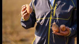 How Farmers Grow Sweet Potatoes in California + Sweetpotato Processing, Jason Tucker + Brad Ralls