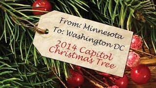 From Minnesota to Washington D.C. The 2014 U.S. Capitol Christmas Tree | Full Documentary