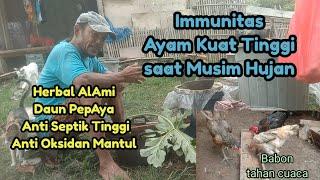 Meningkatkan Daya tahan tubuh& Imunitas Ayam saat musim hujan.Herbal Jahe+Daun Pepaya. Bahan murah