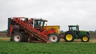 Dewulf ZKIIs + John Deere 6150R & 6125R - wortels rooien