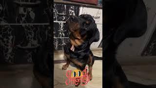 Whiskey the Rottweiler #RottweilerWhiskey