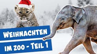 Weihnachten im Berliner Zoo - Teil 1 I Panda, Gorilla & Co.