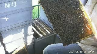 Моментально восстановить безматочную пчелосемью.Пчелосемья с маткой и без - сравнение.С чего нектар?