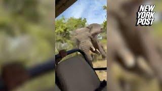 Harrowing video shows elephant charging truck during African safari, killing American tourist