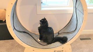 Tuxedo cat's first time on an exercise wheel - Will he figure it out?