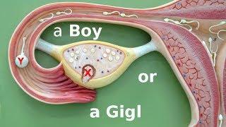 How To Choose The Gender Of Your Baby