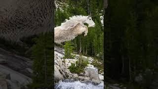 mountain goat jump 