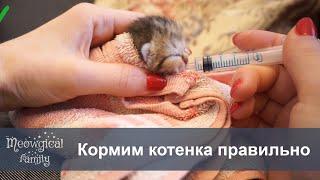  Как кормить котенка из шприца и бутылочки?