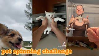 pet spinning challenge~tiktok (august- taylor swift)