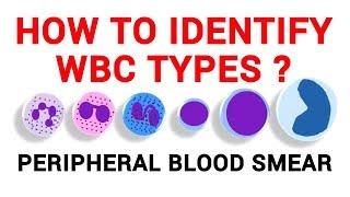 WBC IDENTIFICATION | PERIPHERAL BLOOD SMEAR | HAEMATOLOGY LAB | PHYSIOLOGY