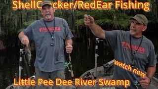 "Epic Shellcracker Frenzy in South Carolina’s Hidden River Swamp | Little Pee Dee Adventure!"