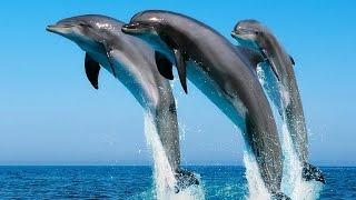Дельфины, интересное видео