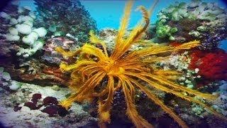 Maldivas: el paraíso del buceo (documental completo)