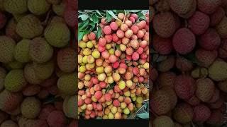 Grow Lychee Fruit From Seeds || Litchi Fruit Tree From Seeds #Short #shorts