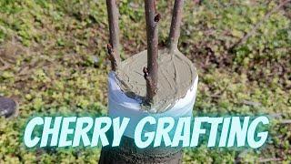 How to graft cherry bark grafting