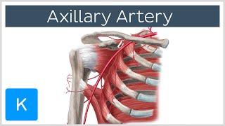 Axillary Artery - Location & Branches - Human Anatomy | Kenhub