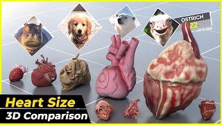 Real size of ( Heart ) 3d comparison | Biggest Heart