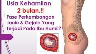 Usia Kehamilan 2 bulan.!! Fase Perkembangan Janin & Gejala Yang Terjadi Pada Ibu Hamil