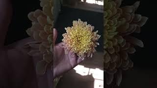 Chrysanthemum Flower Delivery Calgary – Calgary Local Florist