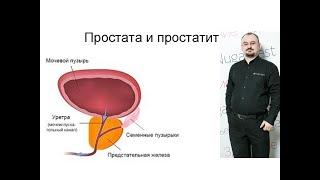 Простата – простатит и аденома простаты.