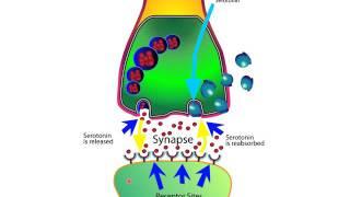 How SSRIs and SNRIs Work For Anxiety