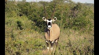 Oхота на антилопу орикс из лука , Oryx antelope hunt