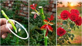 How to grow beautiful Roses easy guide to planting Rose seedlings from cuttings 