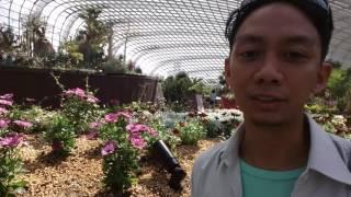 Cloud Forest and Flower Dome 2