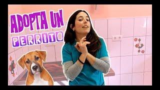  5 COSAS que tienes que saber antes de ADOPTAR un PERRO!