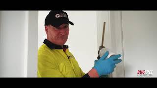 WHAT DOES A GENERAL PEST CONTROL INCLUDE - BugFree Pest Control Sydney