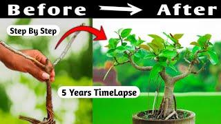 Bonsai Time Lapse