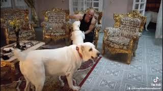 #great mom #alabai #dog training #big love #assad