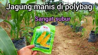 Cara menanam jagung manis di polybag/pot tumbuh subur