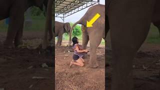 Mengapa Wanita ini Mengumpulkan Kotoran Gajah!? #shorts #nonahelp #elephant