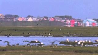 Ribble Estuary National Nature Reserve Blackburn Lancashire