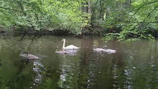 Swan family in the Alster valley 