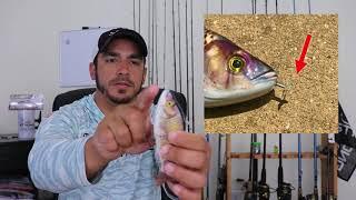 Animated Lure Review (Pros & Cons)