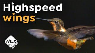 Hummingbirds in Slow-Motion | High-Speed Wings | Wild to Know