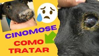 Sintomas da Cinomose em cães?