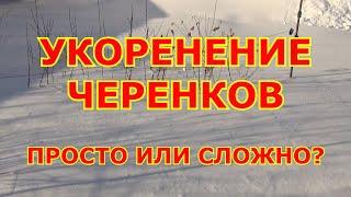 УКОРЕНЕНИЕ ЧЕРЕНКОВ винограда. ПРОСТО или СЛОЖНО?