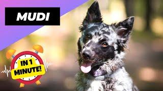 Mudi - In 1 Minute!  One Of The Rarest Dog Breeds In The World | 1 Minute Animals