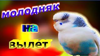 разведение волнистых попугаев в домашних условиях/птенцы попугая