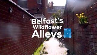 Have You Heard About The Wildflower Alleys In The Heart Of Belfast?