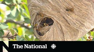 Spiking wasp numbers put a sting in late summer