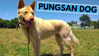 Pungsan Dog Breed - Facts and Information