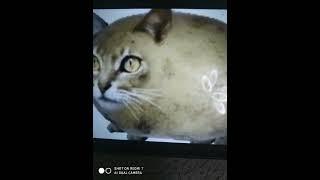 мышка сосиска собачка жвачка кошка картошка мушка пердушка