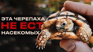 ГОСТЬЯ ИЗ АФРИКИ | Содержание Шпороносной черепахи   Centrochelys sulcata