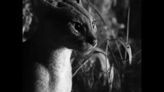 Male Wild Cat Hunts at Night | BBC Earth