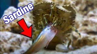FEEDING My LOBSTER A SARDINE!  | Saltwater Aquarium | Slipper Lobster | Feeding my Slipper Lobster |