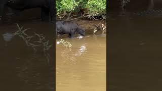 How lucky is this cow to be alive?  When you’re so chill you share a kiss with a crocodile!